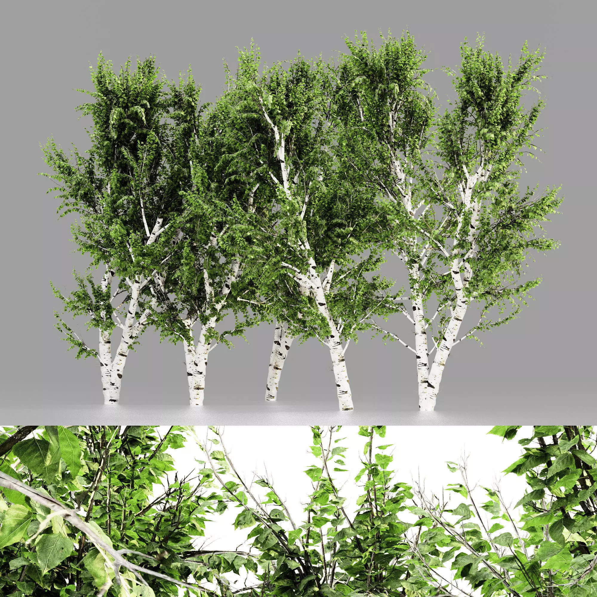 White Birch tree collection 5 trees in the scene 3D model_0