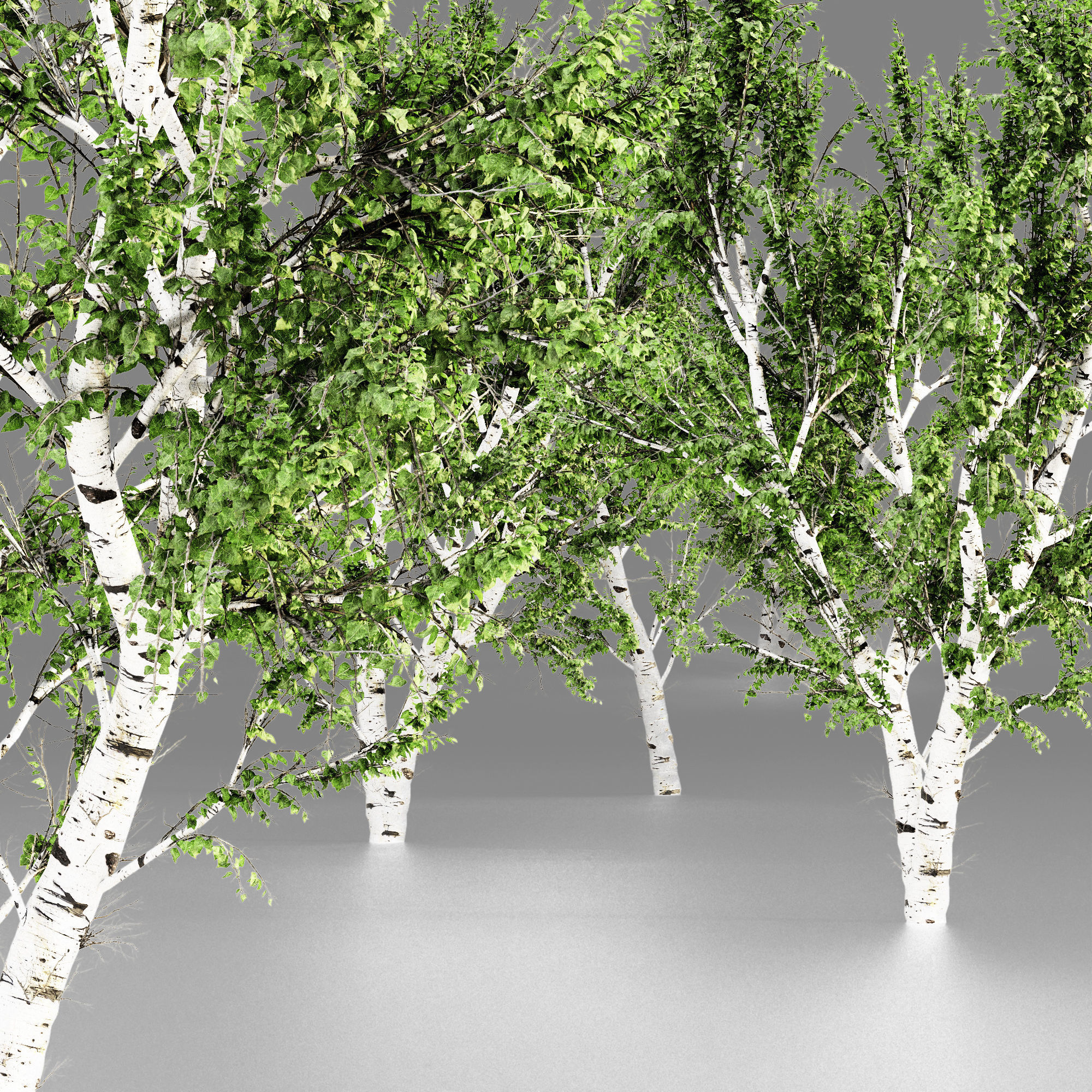 White Birch tree collection 5 trees in the scene 3D model_1