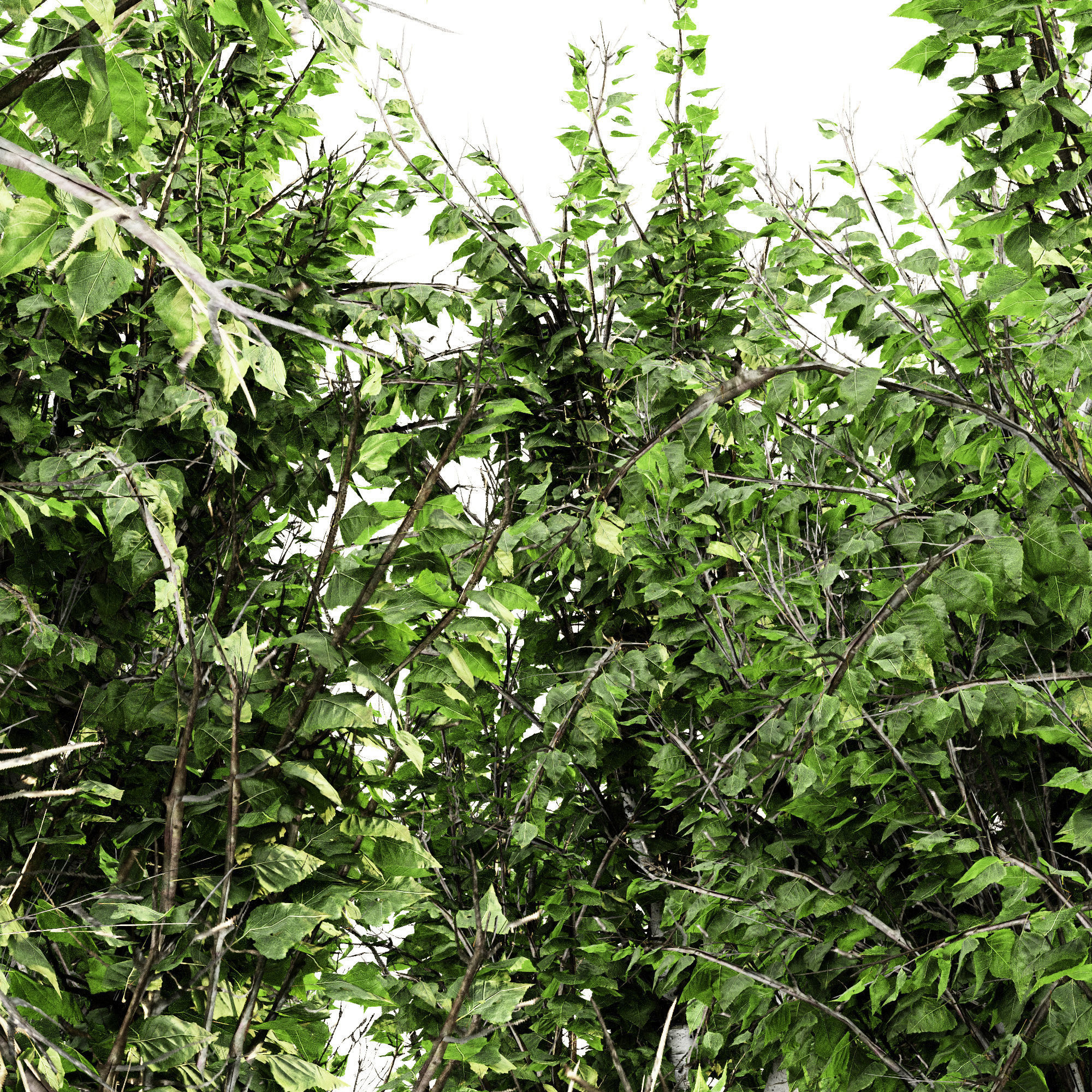 White Birch tree collection 5 trees in the scene 3D model_2