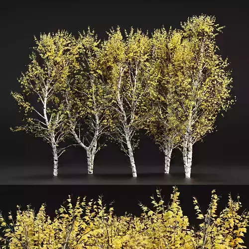 White Birch Fall tree collection 5 trees in the scene