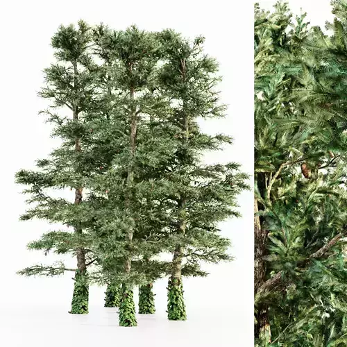 White Fir tree collection 5 trees in the scene