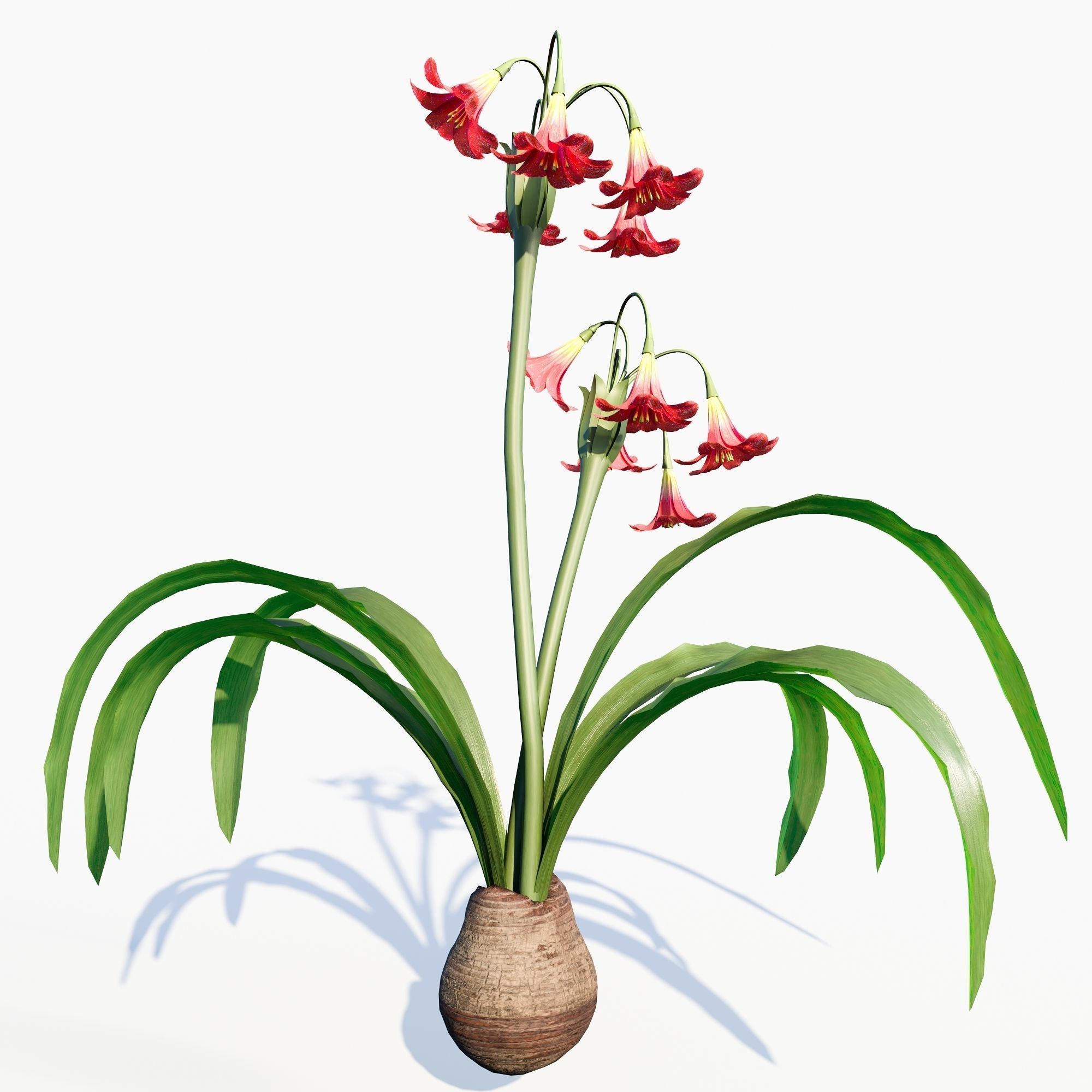 amaryllis flower 3D model_3