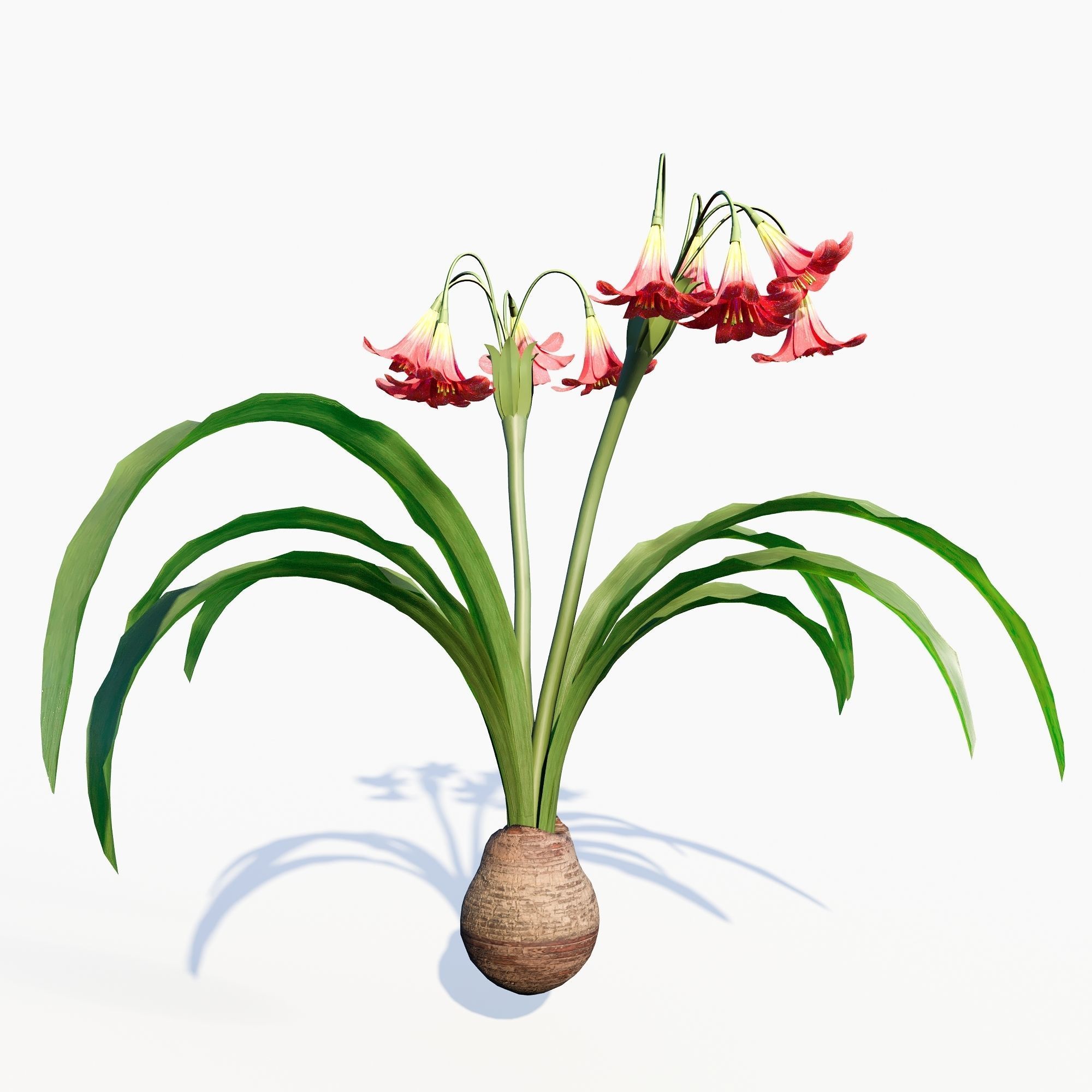 amaryllis flower 3D model_2