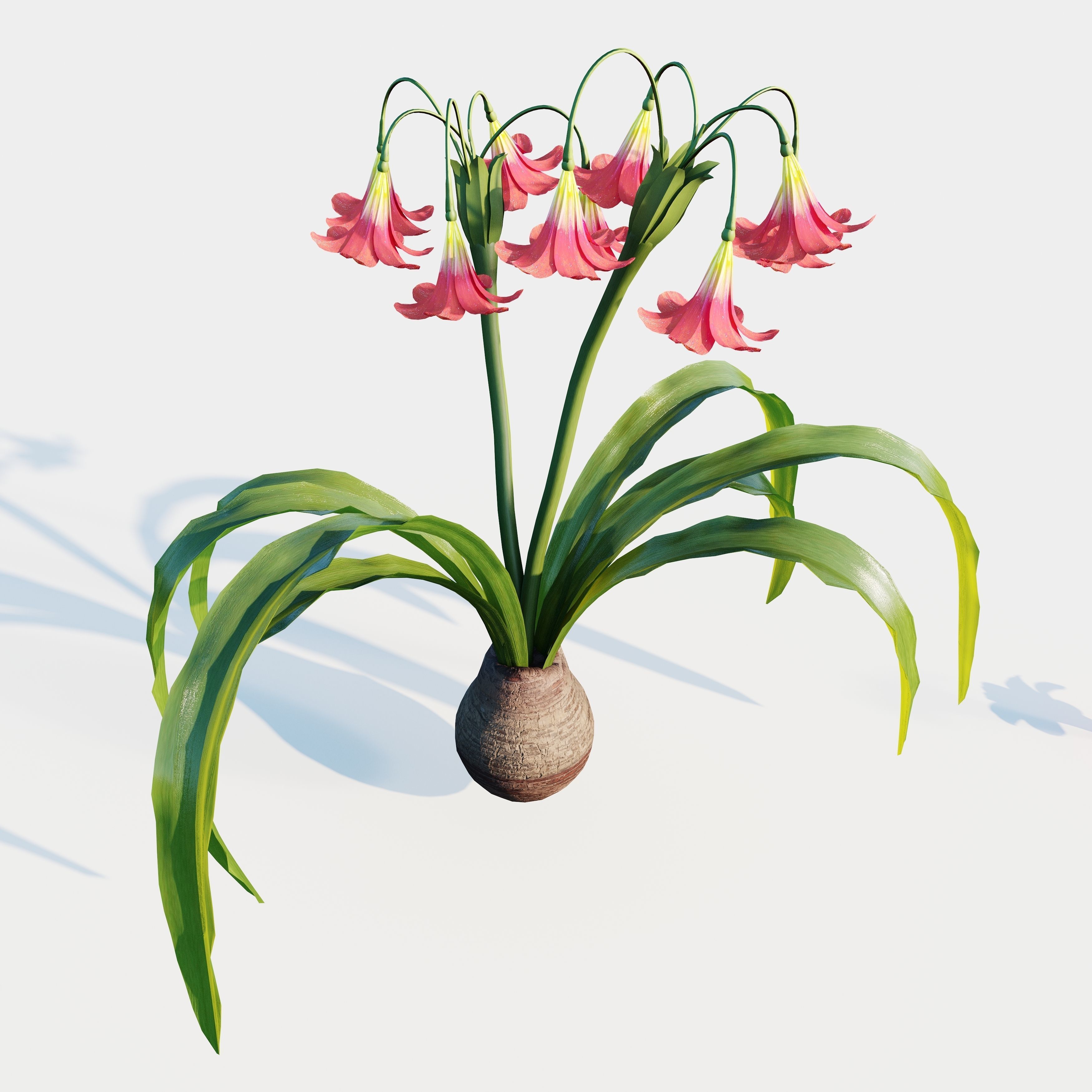 amaryllis flower 3D model_4