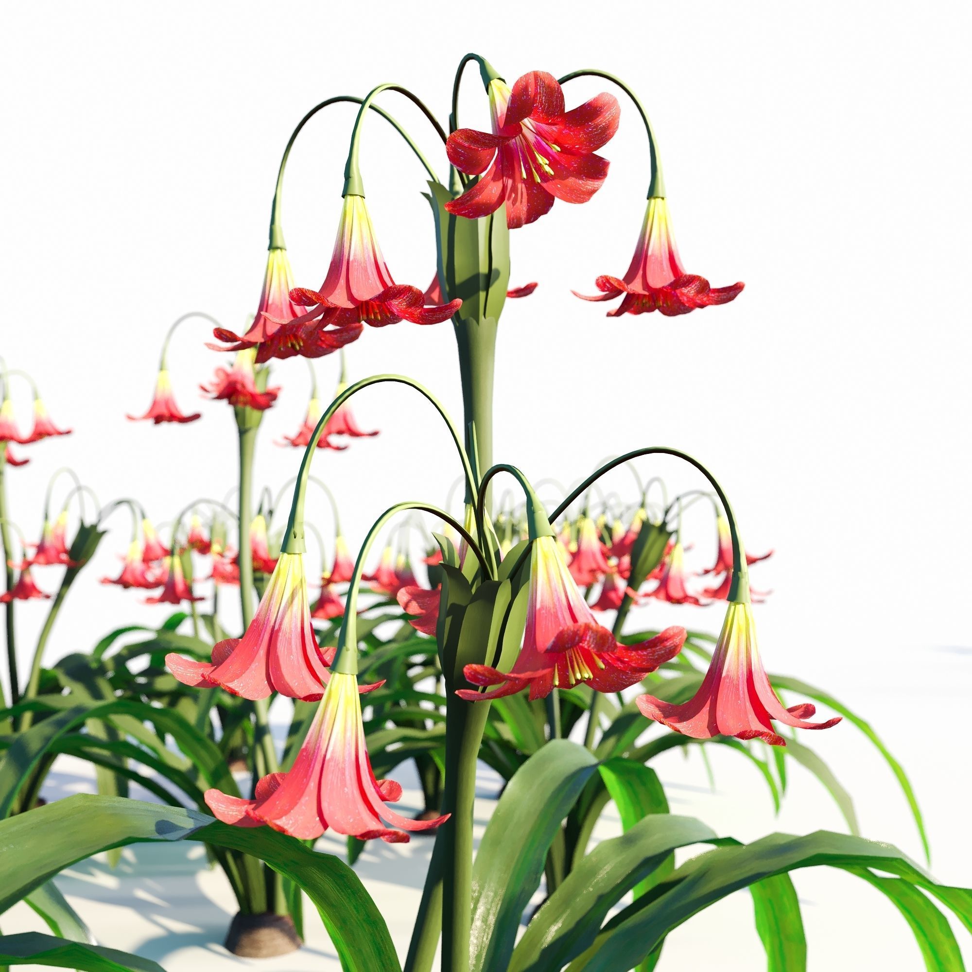 amaryllis flower 3D model_1
