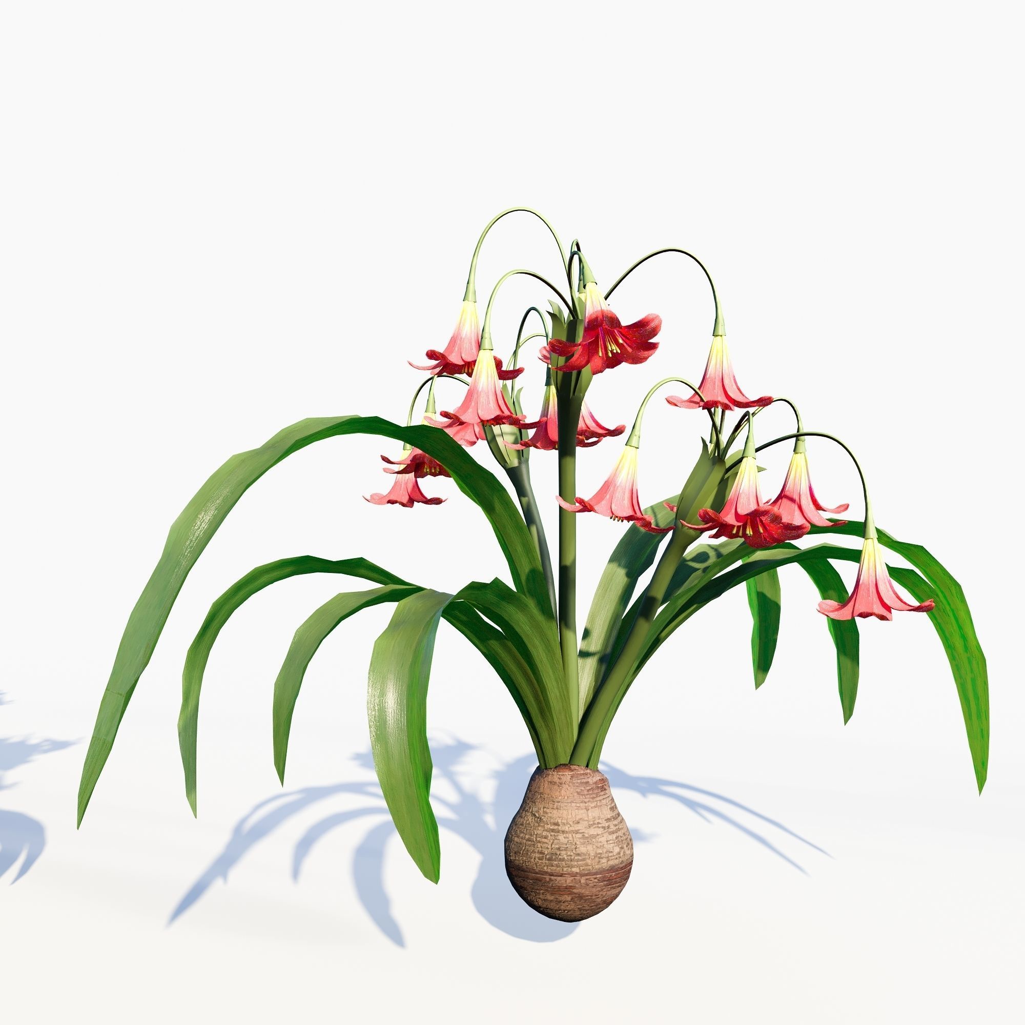 amaryllis flower 3D model_6