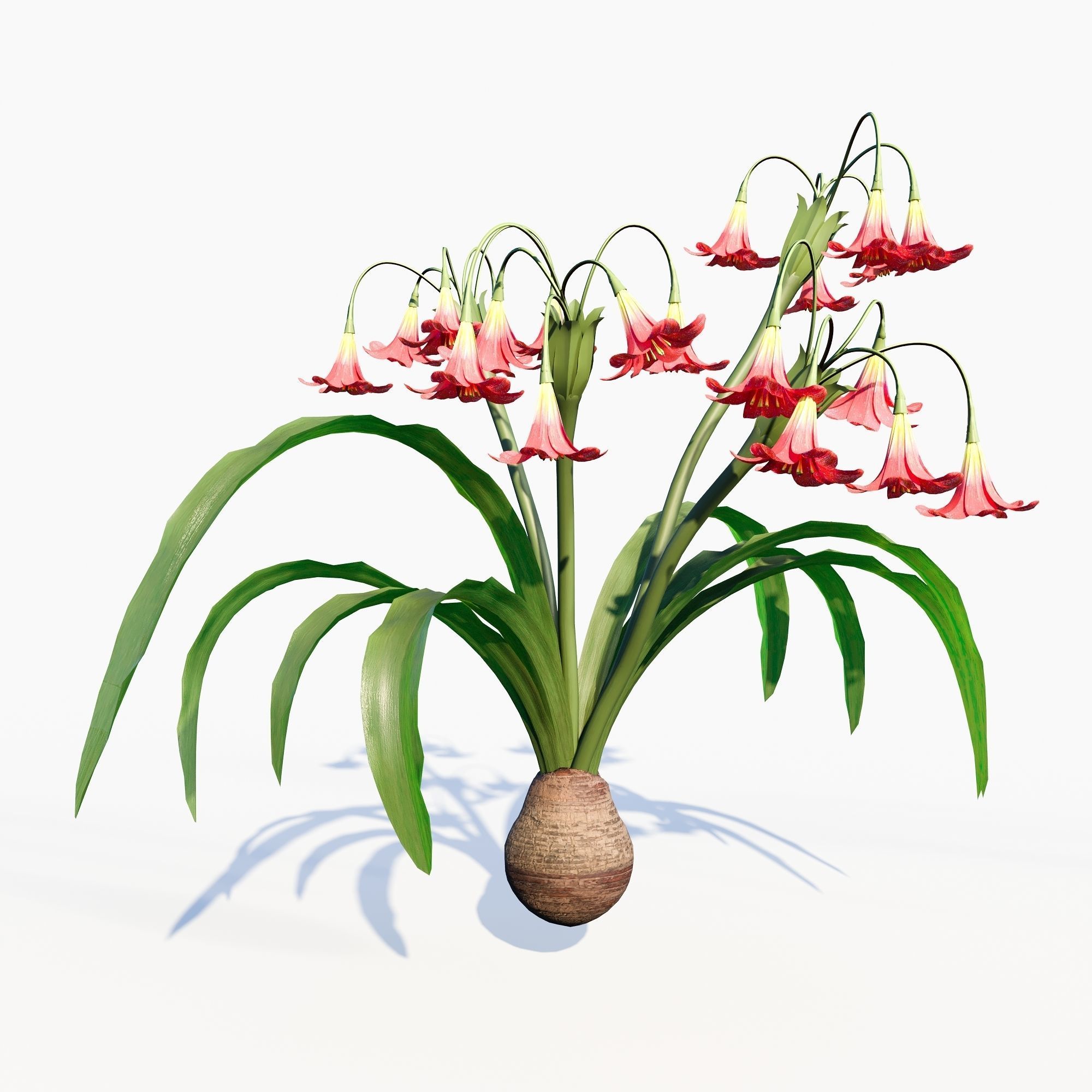 amaryllis flower 3D model_5
