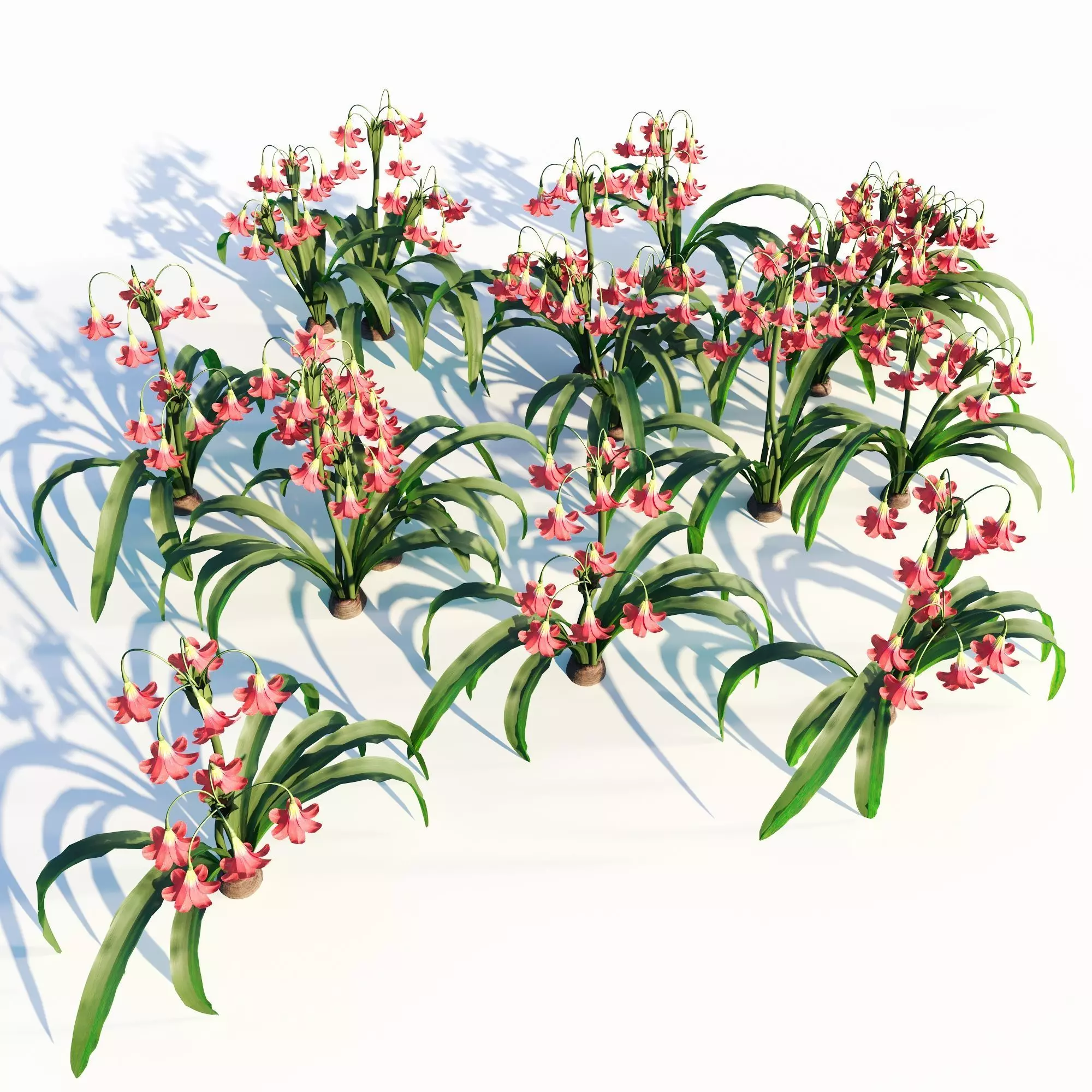 amaryllis flower 3D model_0