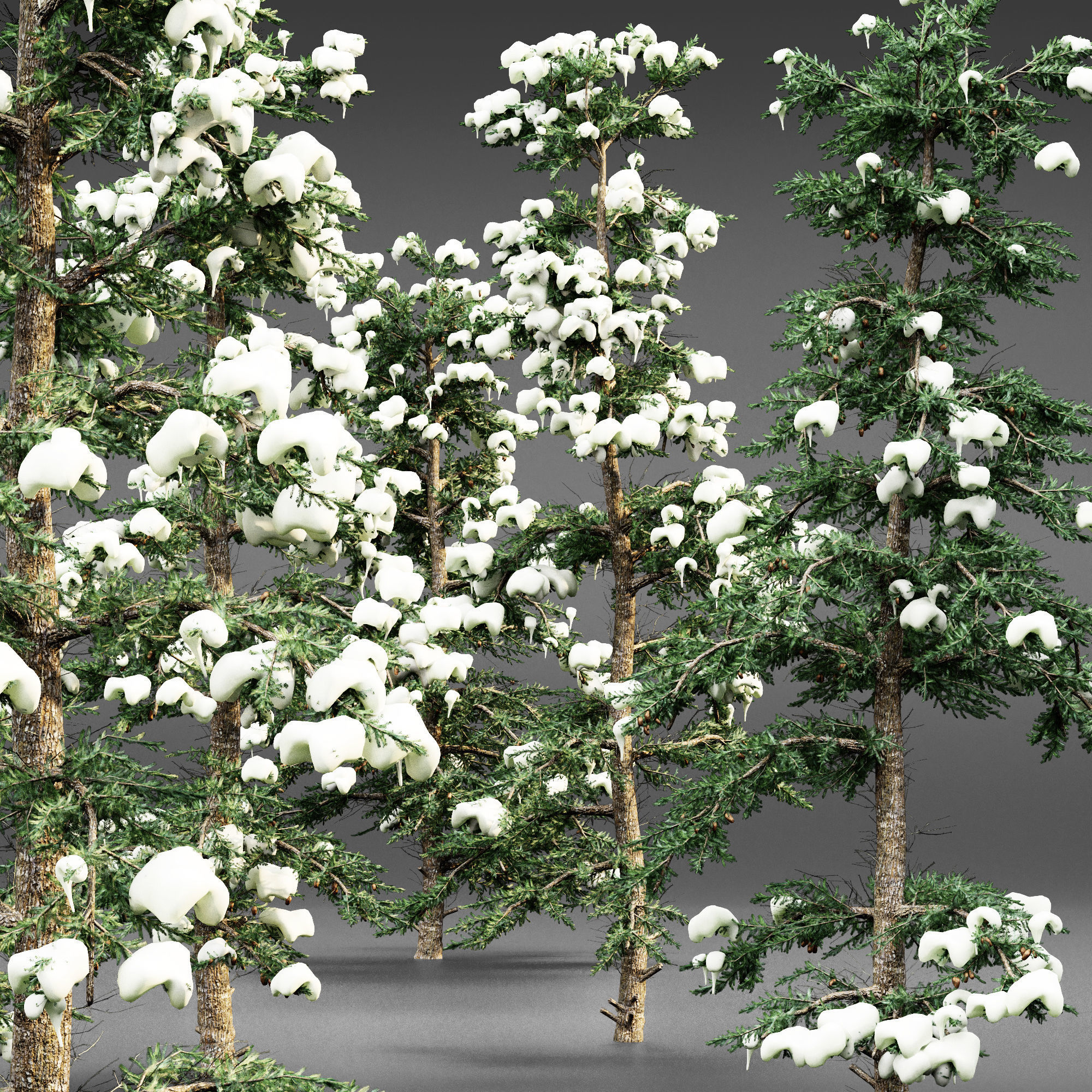 White Fir snow tree collection 5 trees in the scene 3D model_2