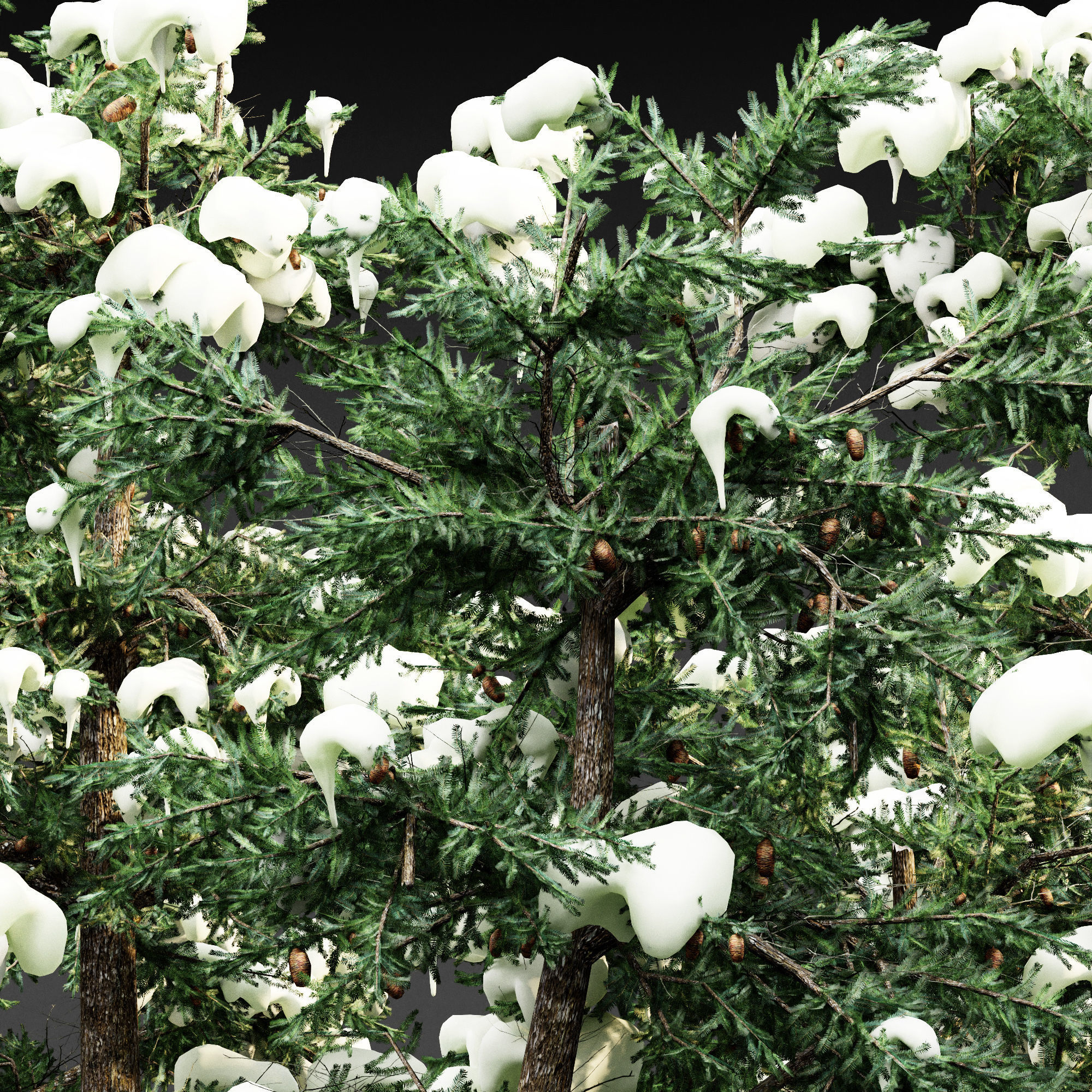 White Fir snow tree collection 5 trees in the scene 3D model_1