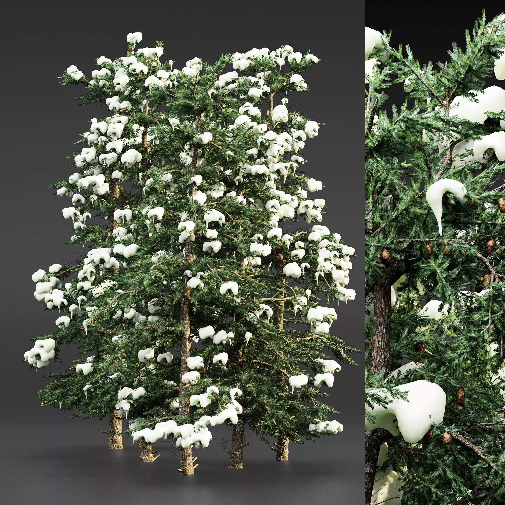 White Fir snow tree collection 5 trees in the scene 3D model_0