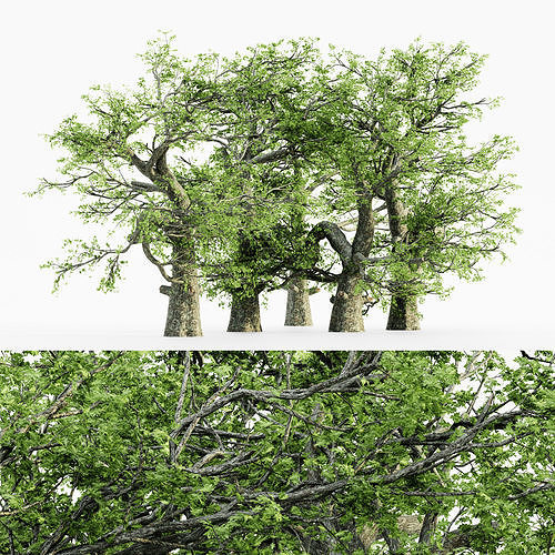 White Oak tree collection 5 trees in the scene Free 3D model