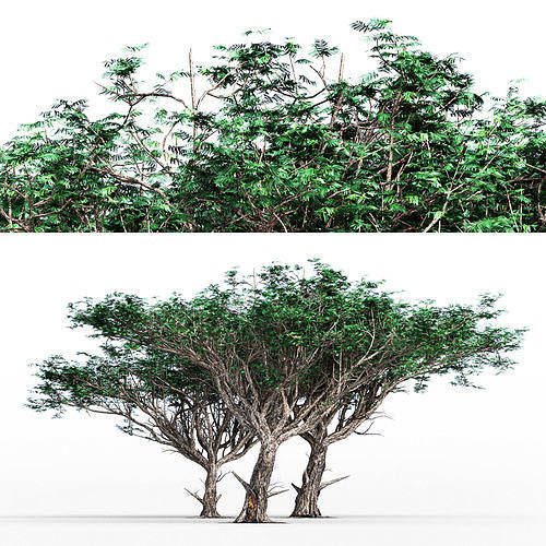 Acacia tree collection 3 trees in the scene Free 3D model