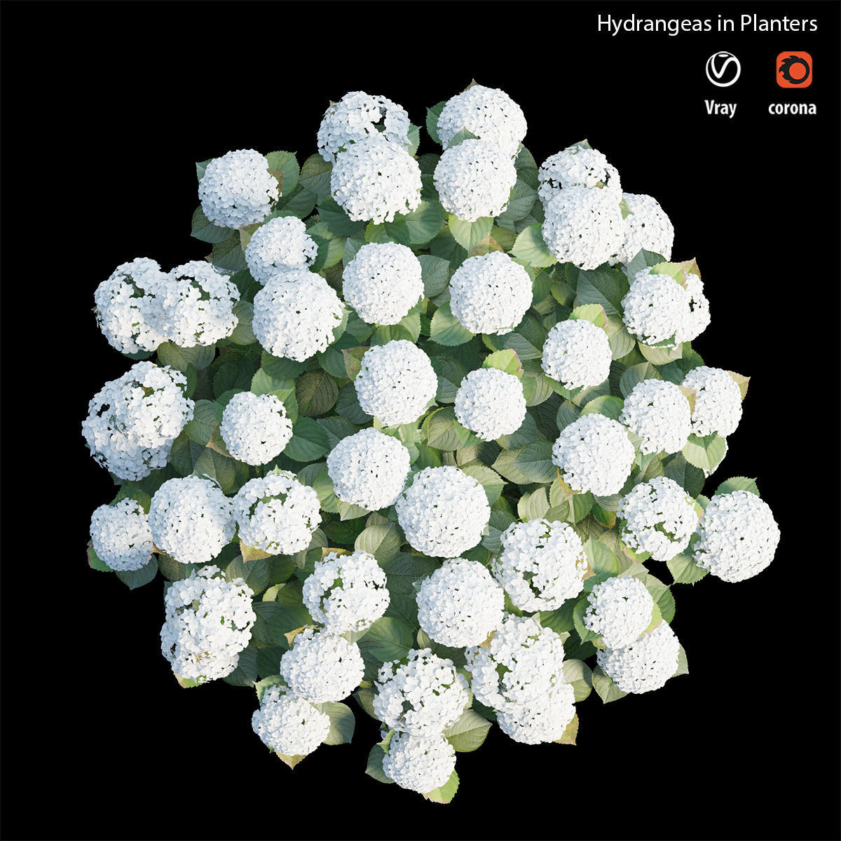 Hydrangea in planters 3D model_5