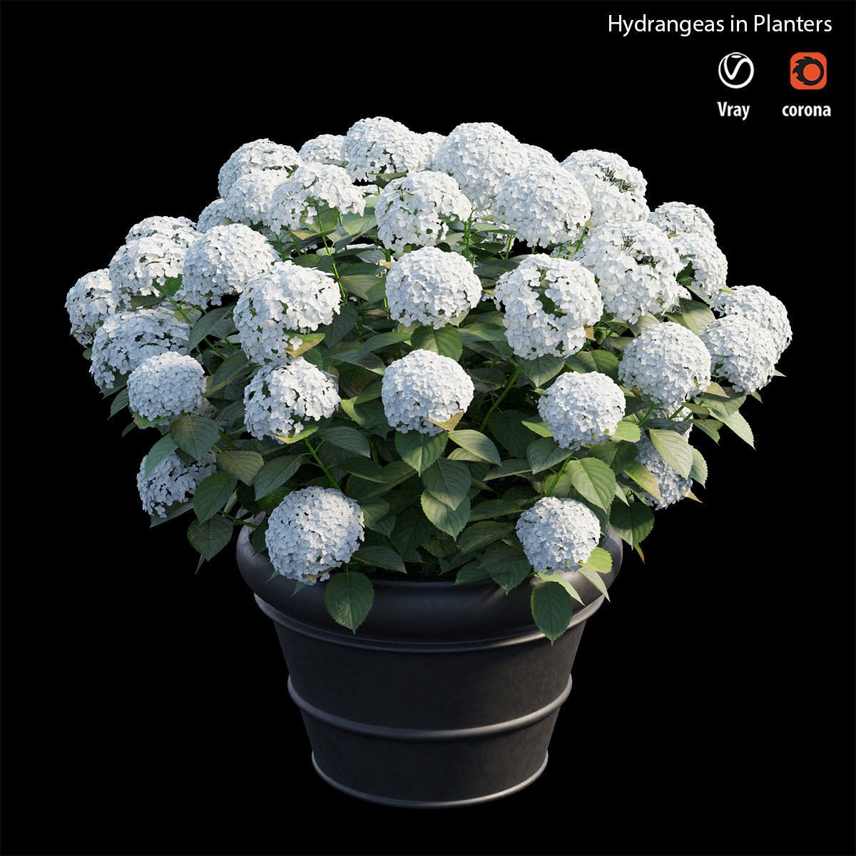 Hydrangea in planters 3D model_2