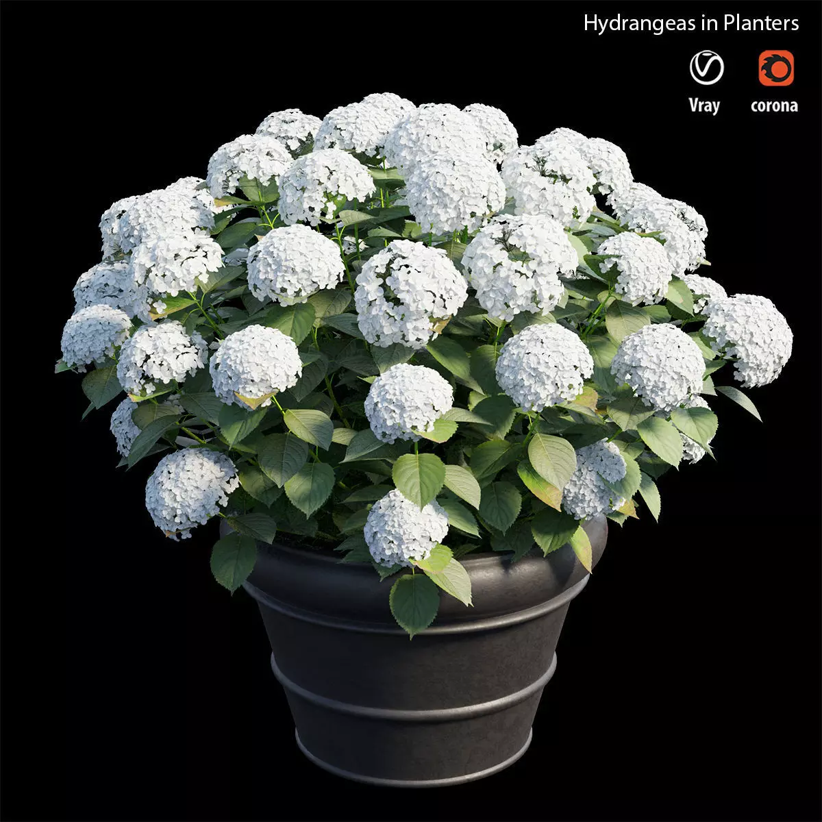 Hydrangea in planters 3D model_0