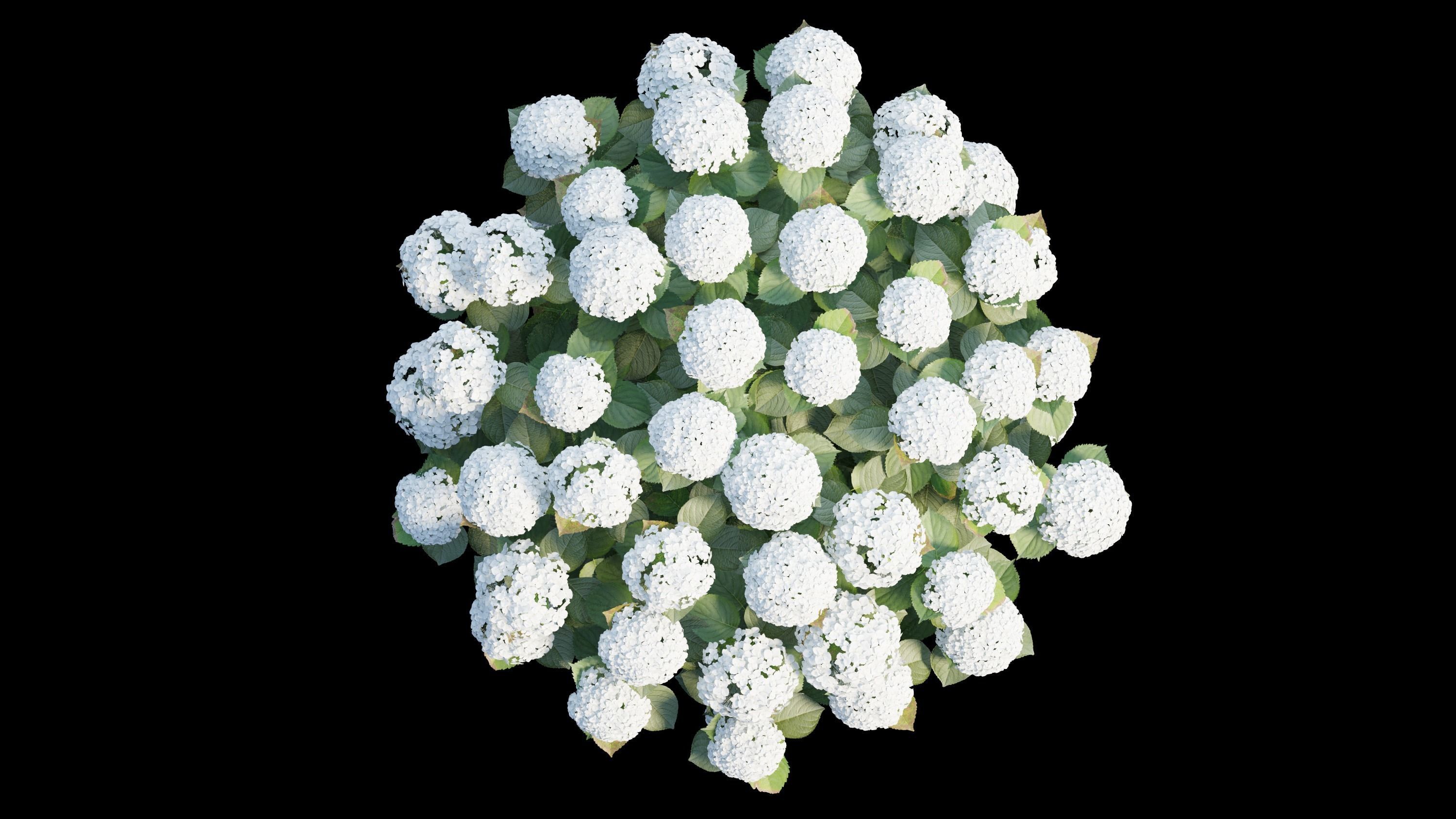 Hydrangea in planters 3D model_9