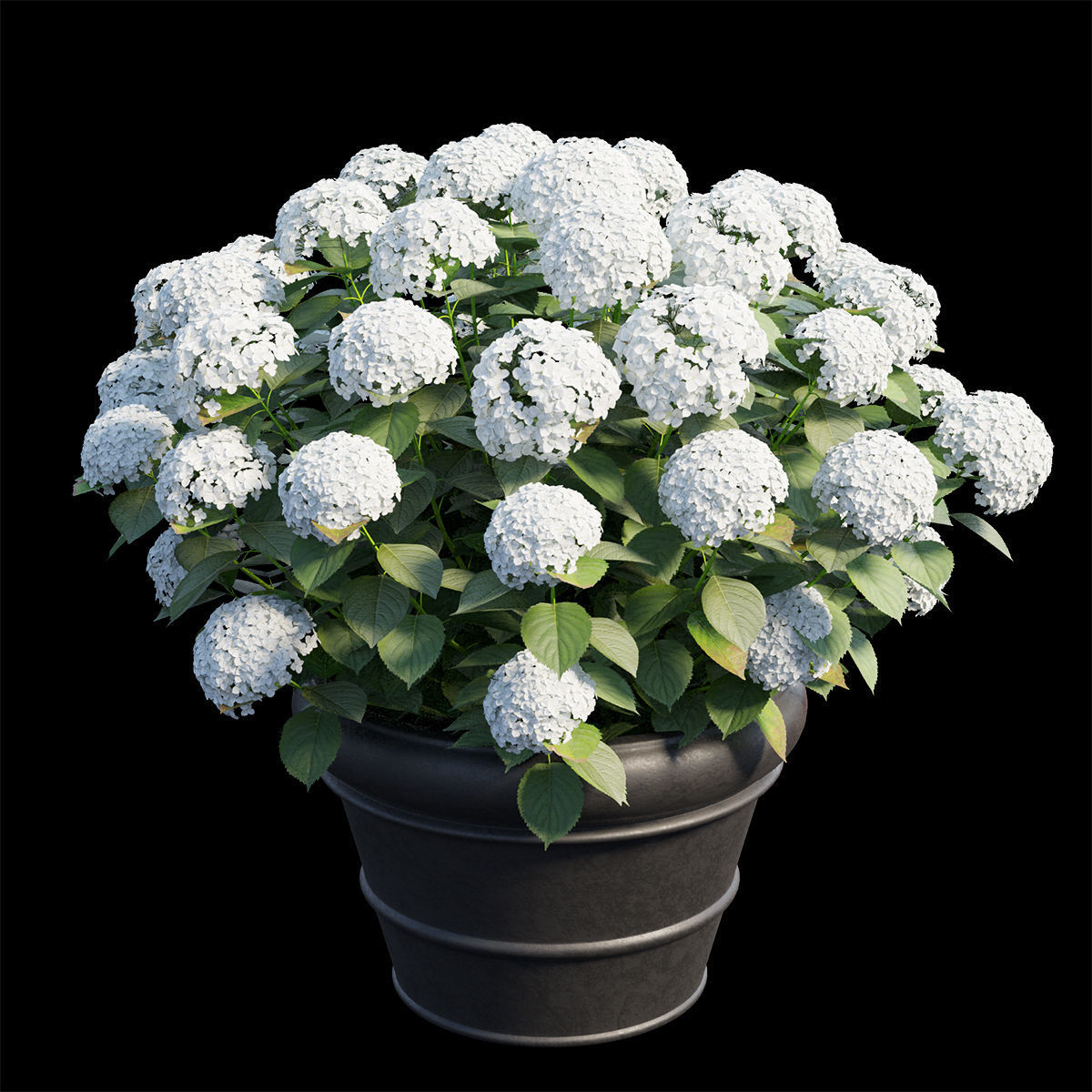 Hydrangea in planters 3D model_4