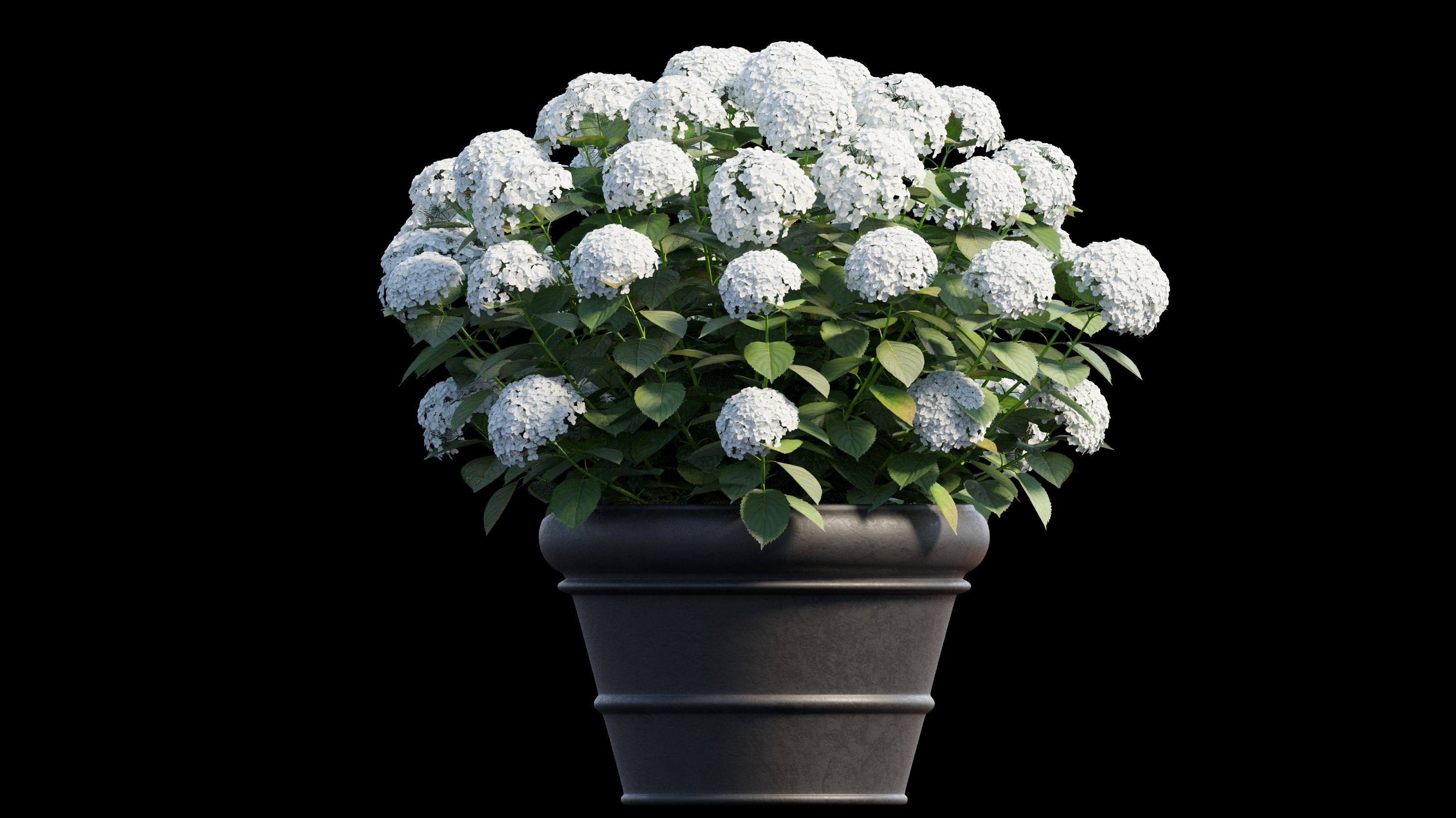 Hydrangea in planters 3D model_6