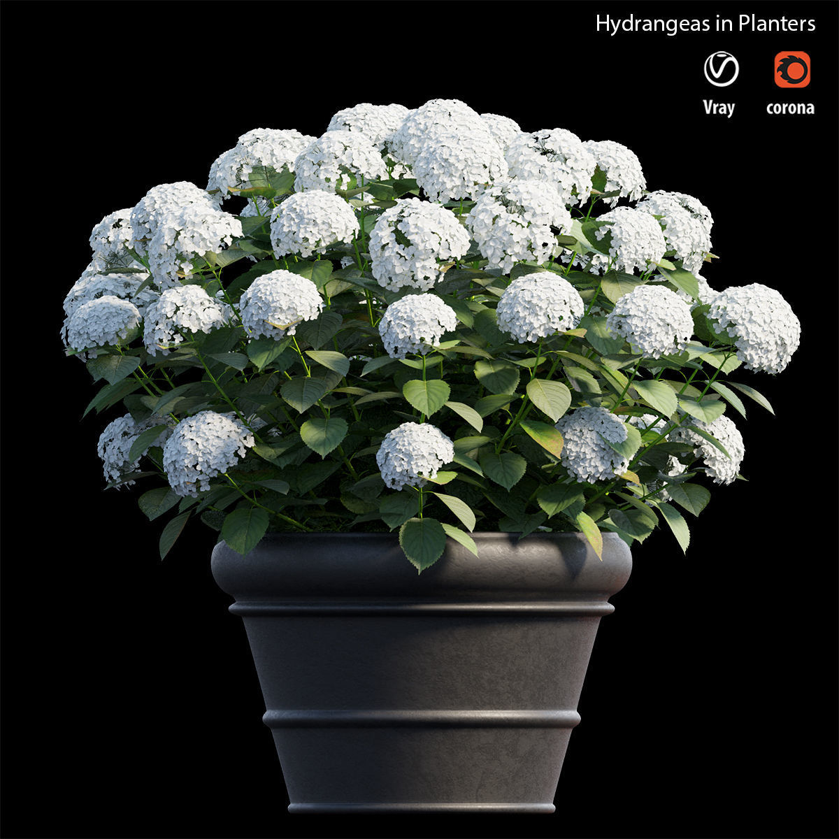 Hydrangea in planters 3D model_1