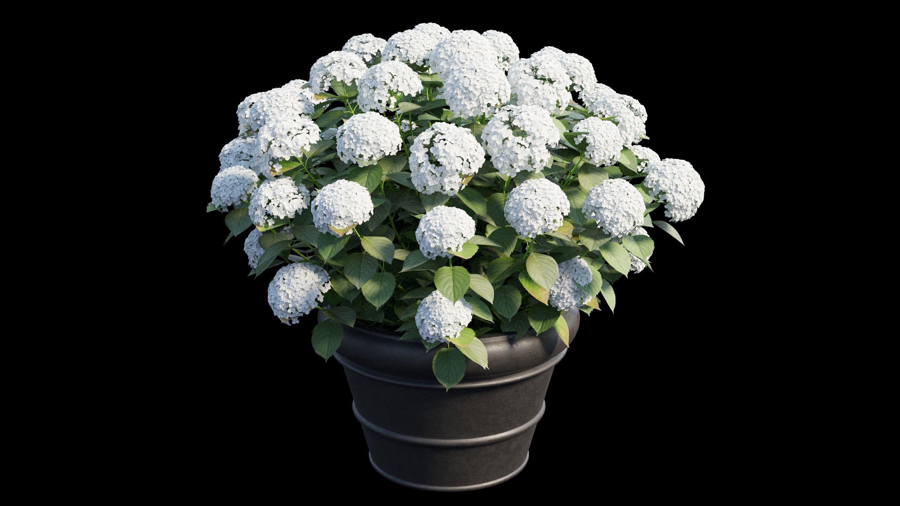 Hydrangea in planters 3D model_7