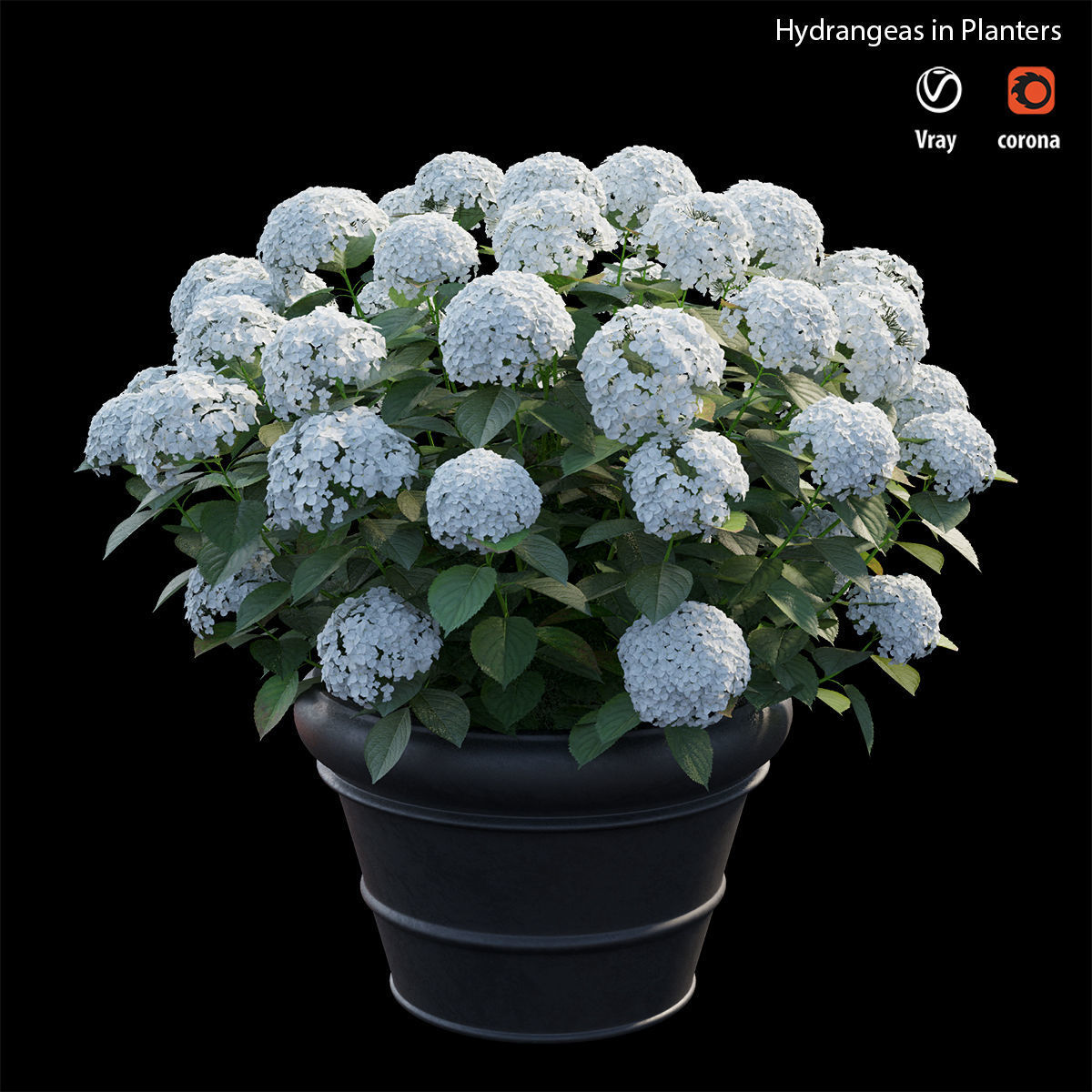 Hydrangea in planters 3D model_3