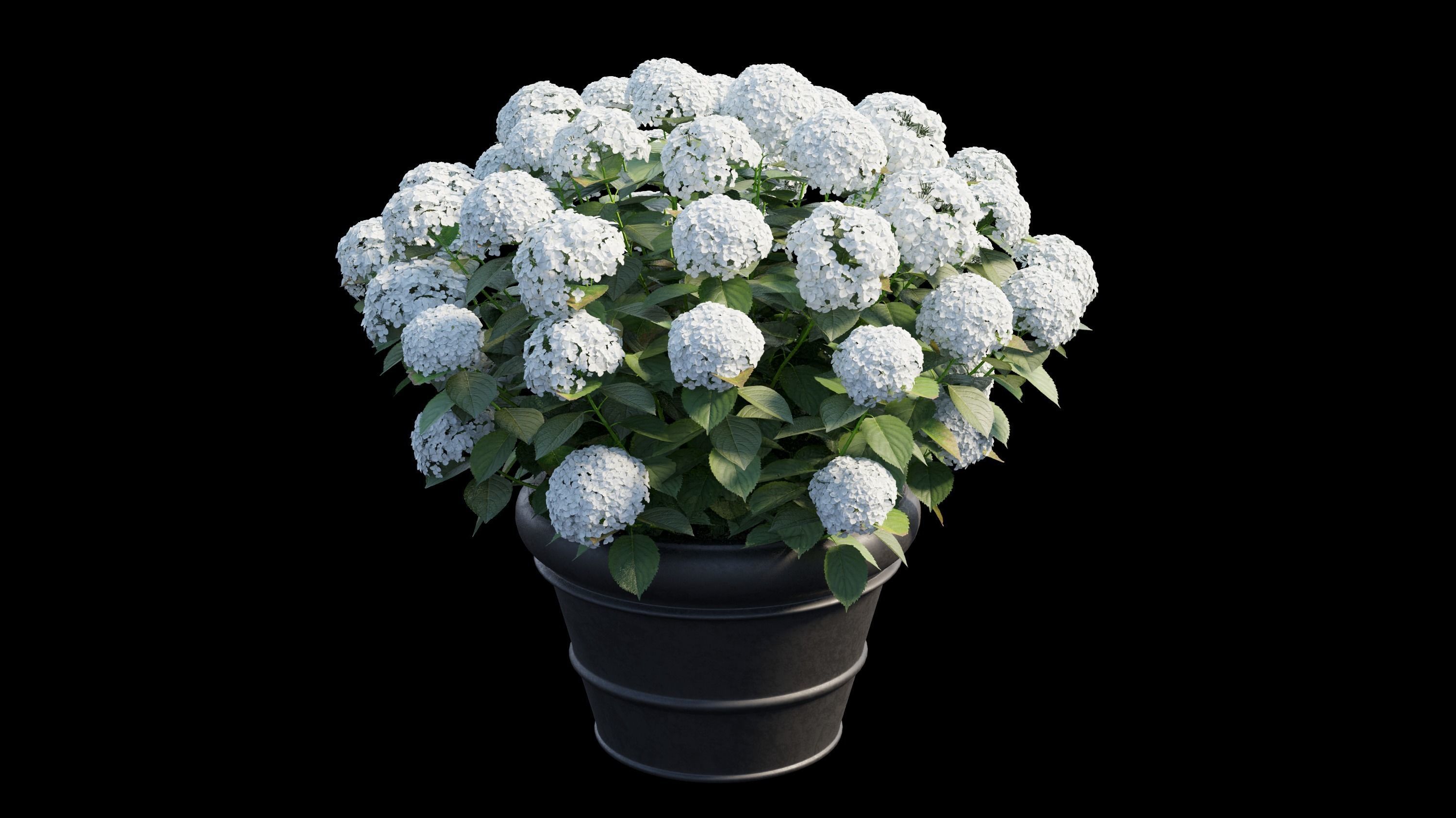 Hydrangea in planters 3D model_8