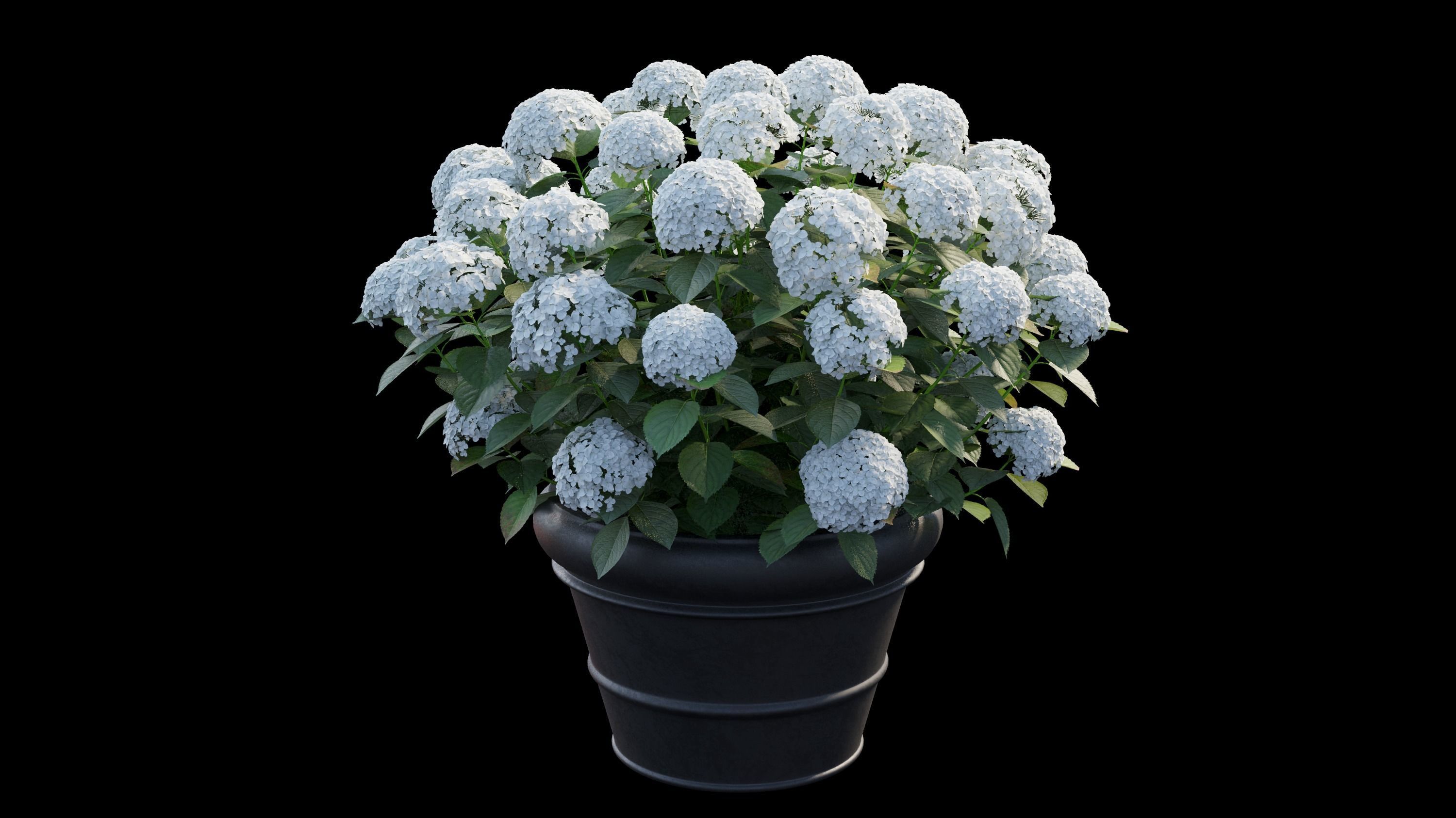 Hydrangea in planters 3D model_10