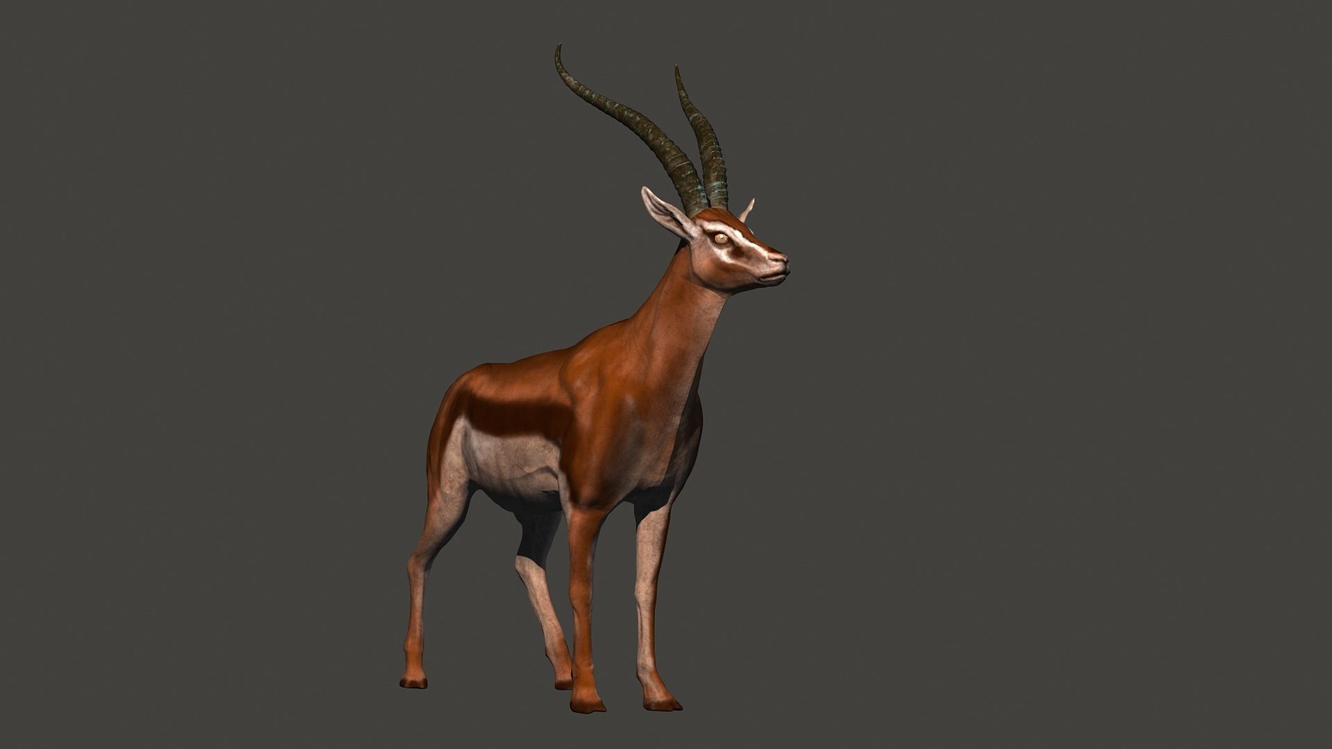 animated gazelle 3D model_6