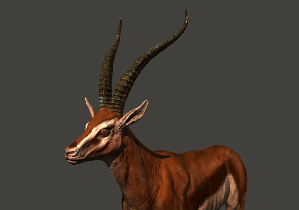 animated gazelle 3D model_10