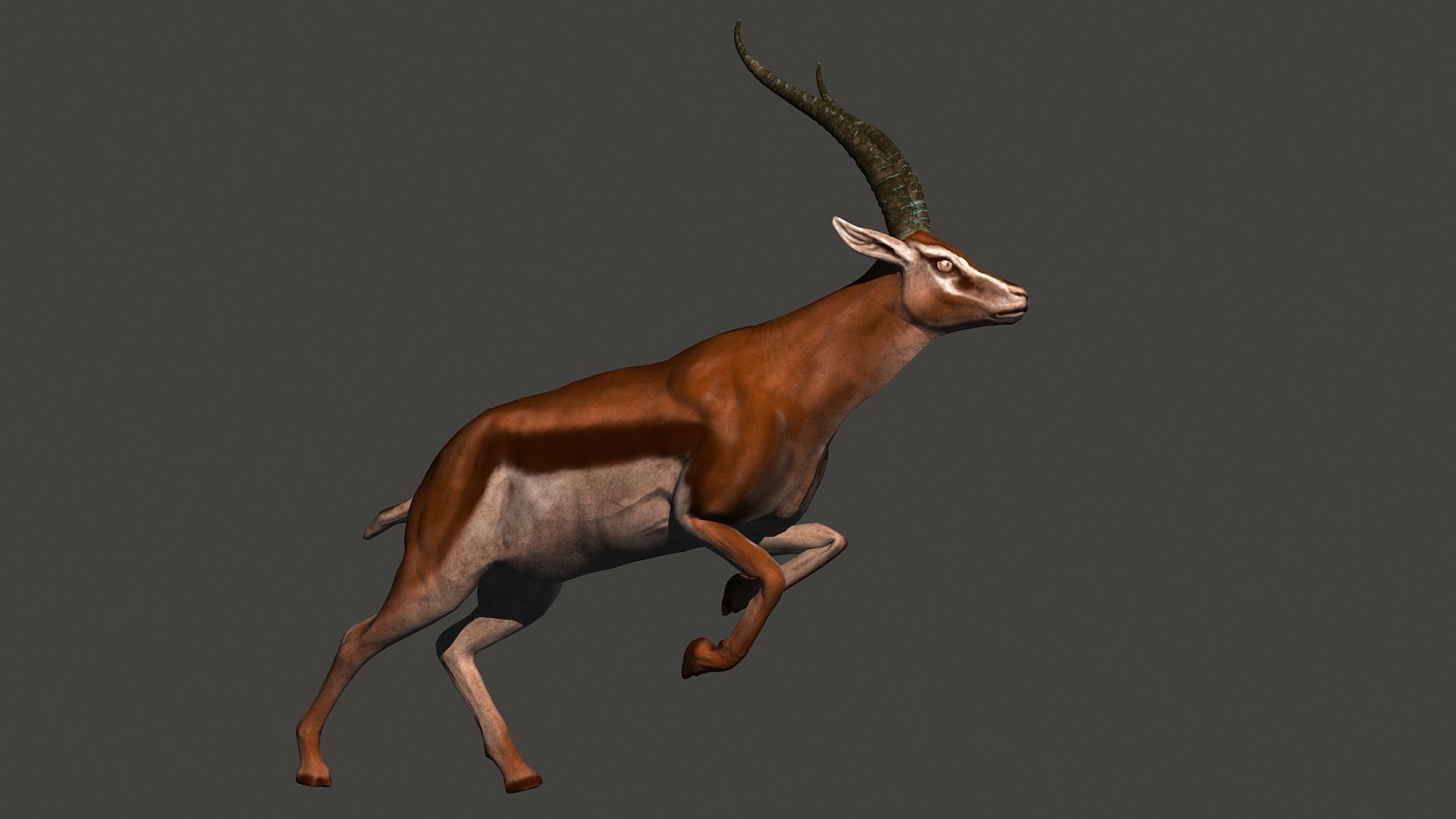 animated gazelle 3D model_7