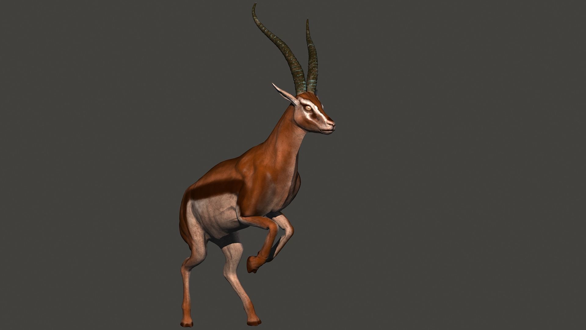 animated gazelle 3D model_4