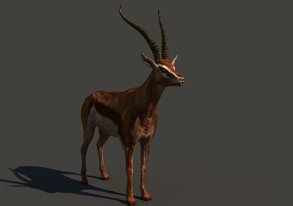 animated gazelle 3D model_9