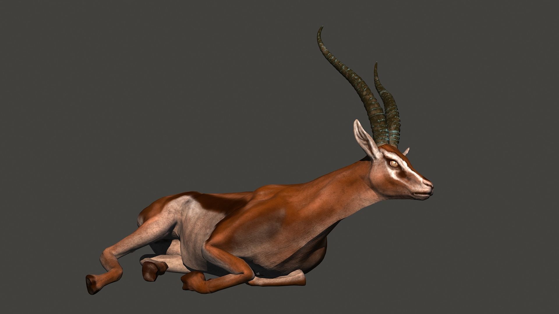 animated gazelle 3D model_5
