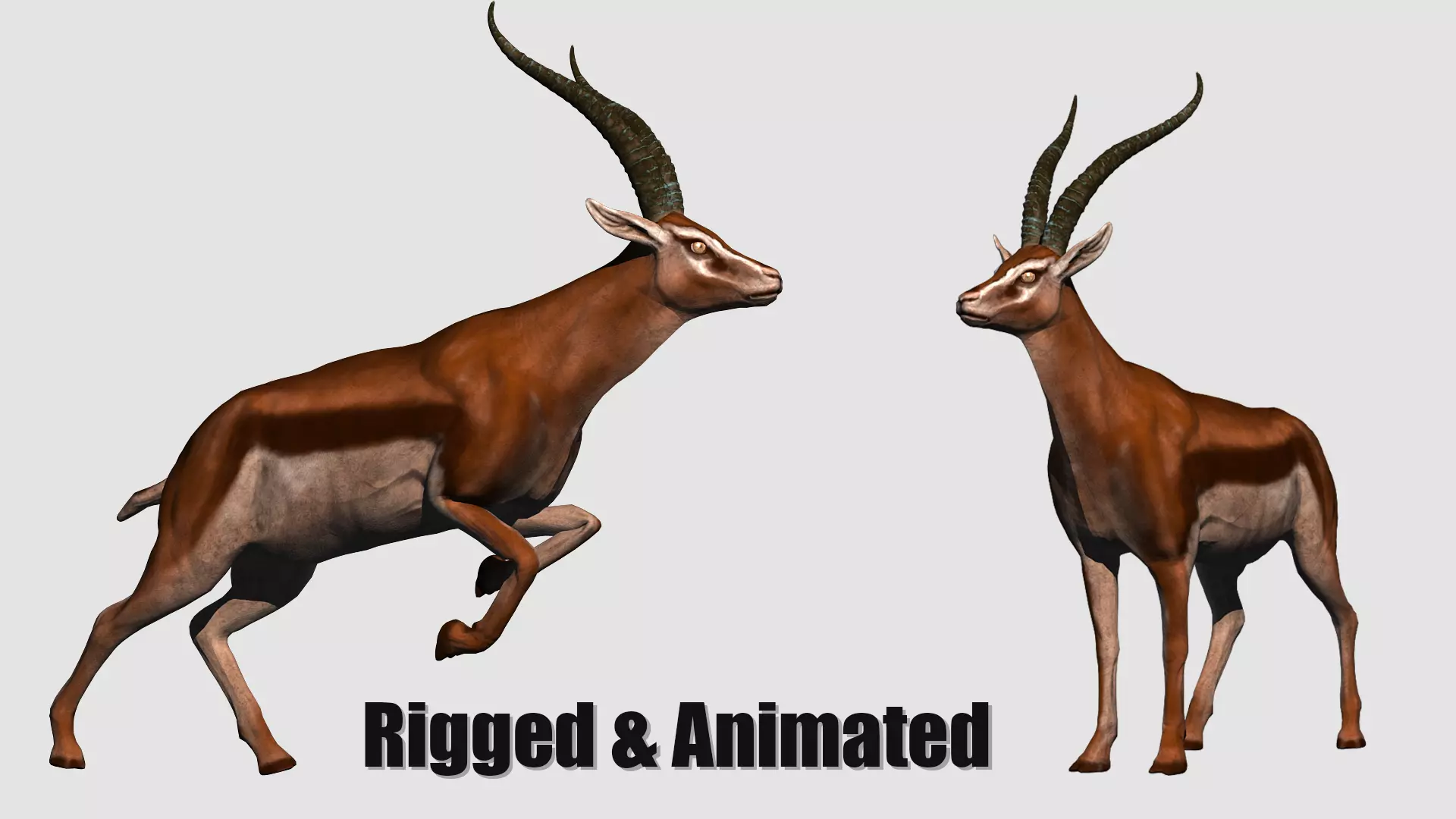 animated gazelle 3D model_0