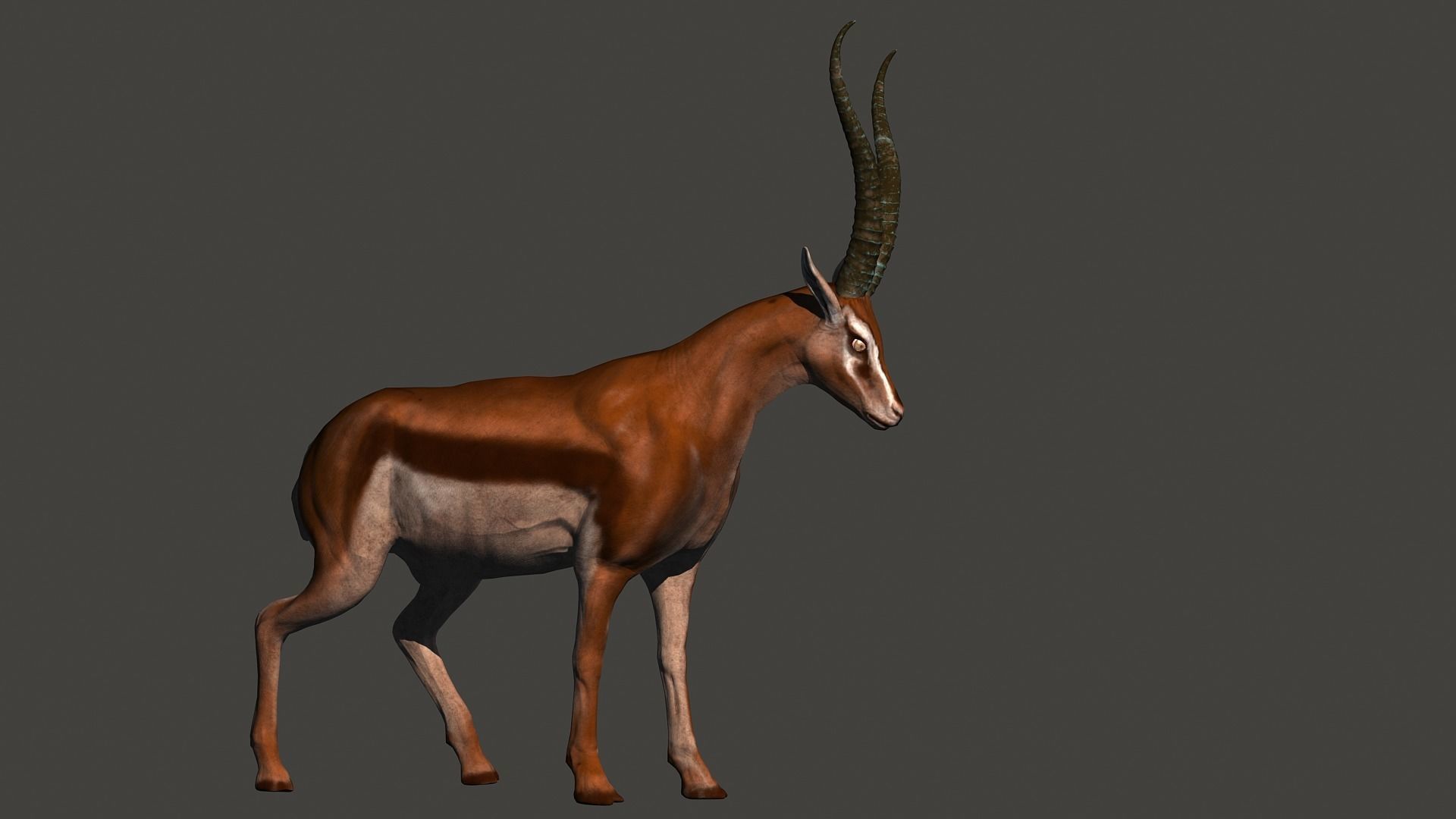 animated gazelle 3D model_3