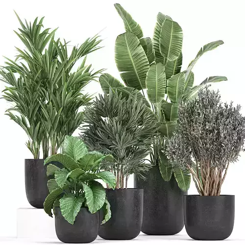 Collection of decorative plants in flowerpots 813 3D model