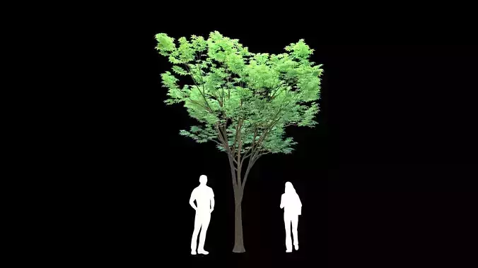 Zelkova serrata keyaki summer