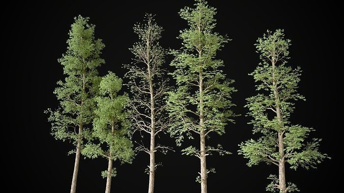 Pine Tree Pack Pinus 5 tree set Low-poly 3D model