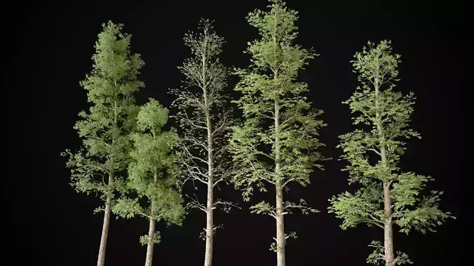 Pine Tree Pack Pinus 5 tree set Low-poly 3D model