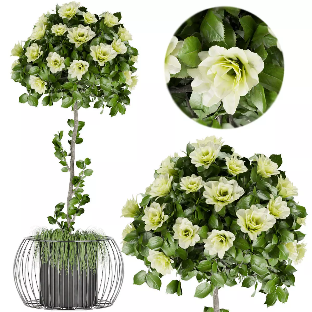 Collection plant vol 37 3D model