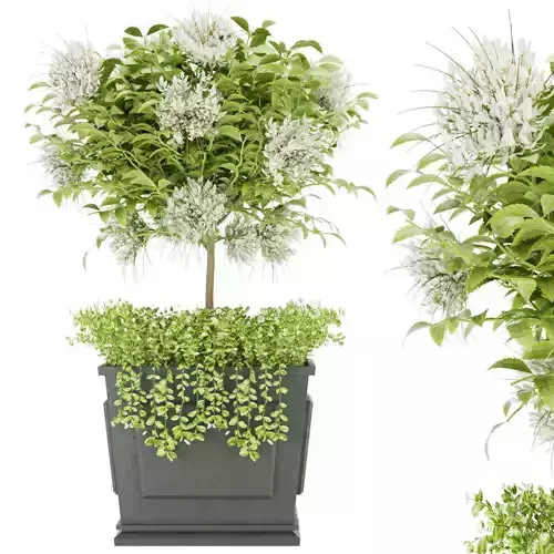 Collection plant vol 39 3D model