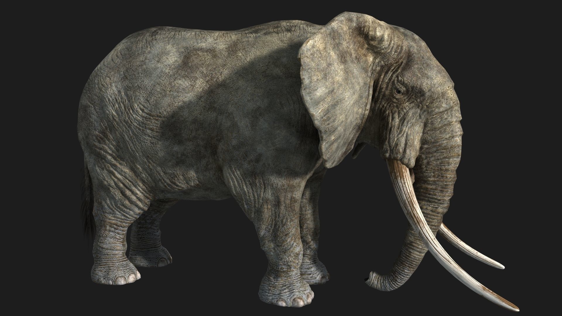 animated elephant 3D model_8