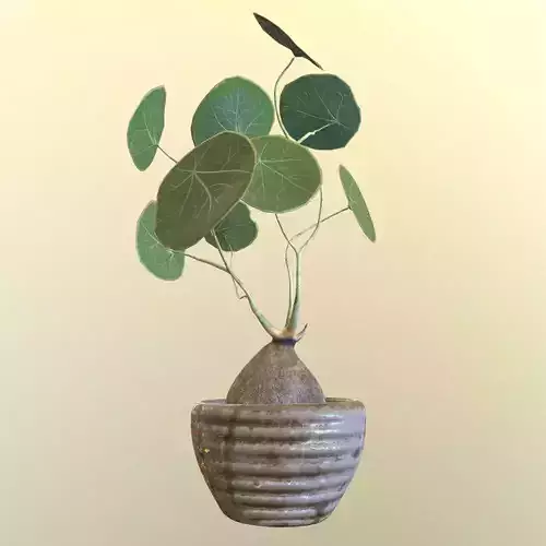 Stephania Pot Plant