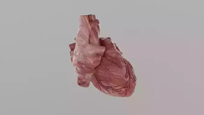 Human Heart Animated 3d model