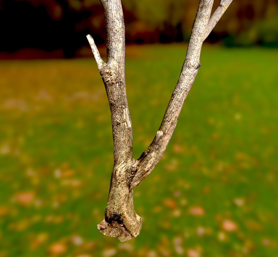 Autumn Maple  Scan  Low-poly 3D model_16