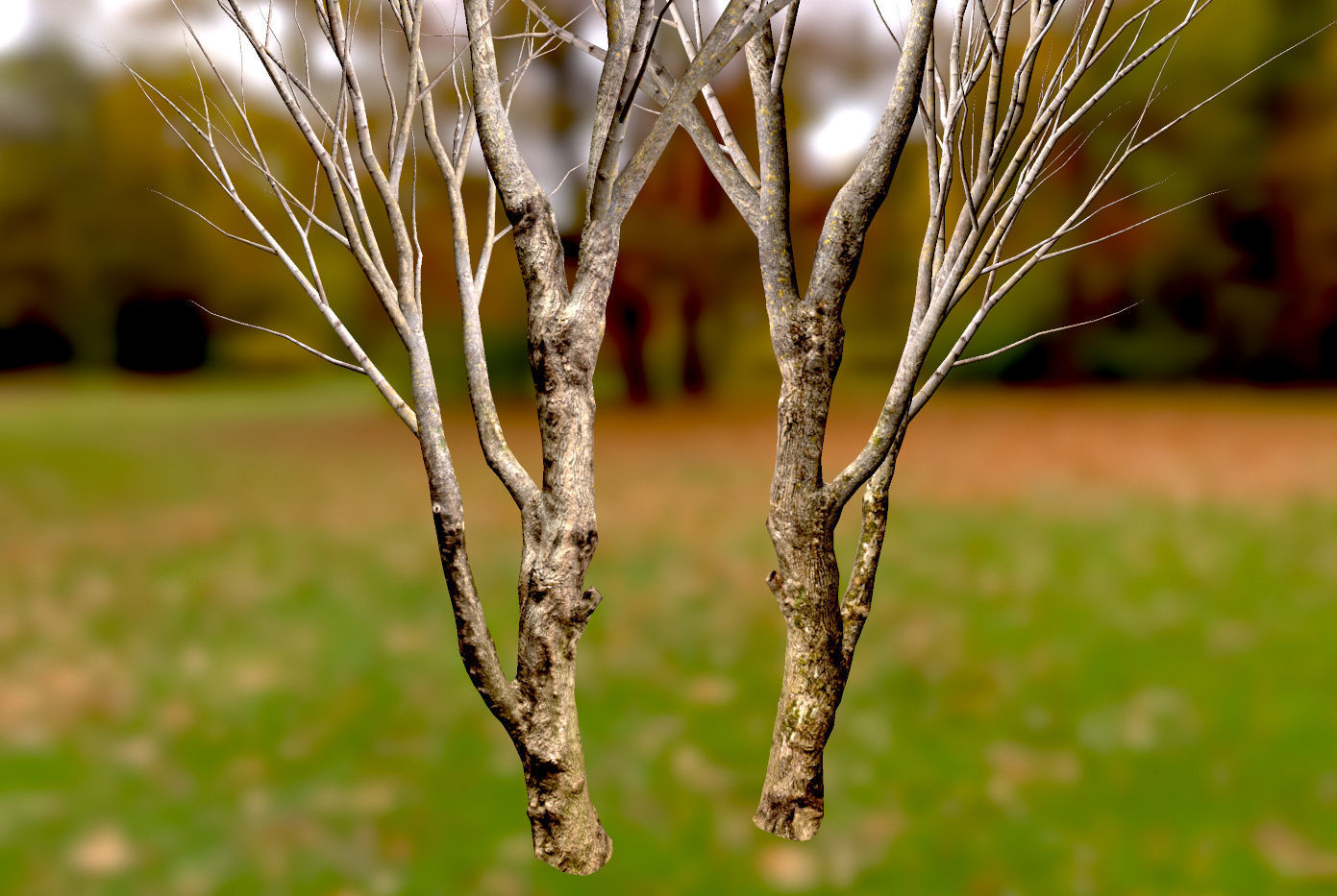 Autumn Maple  Scan  Low-poly 3D model_12