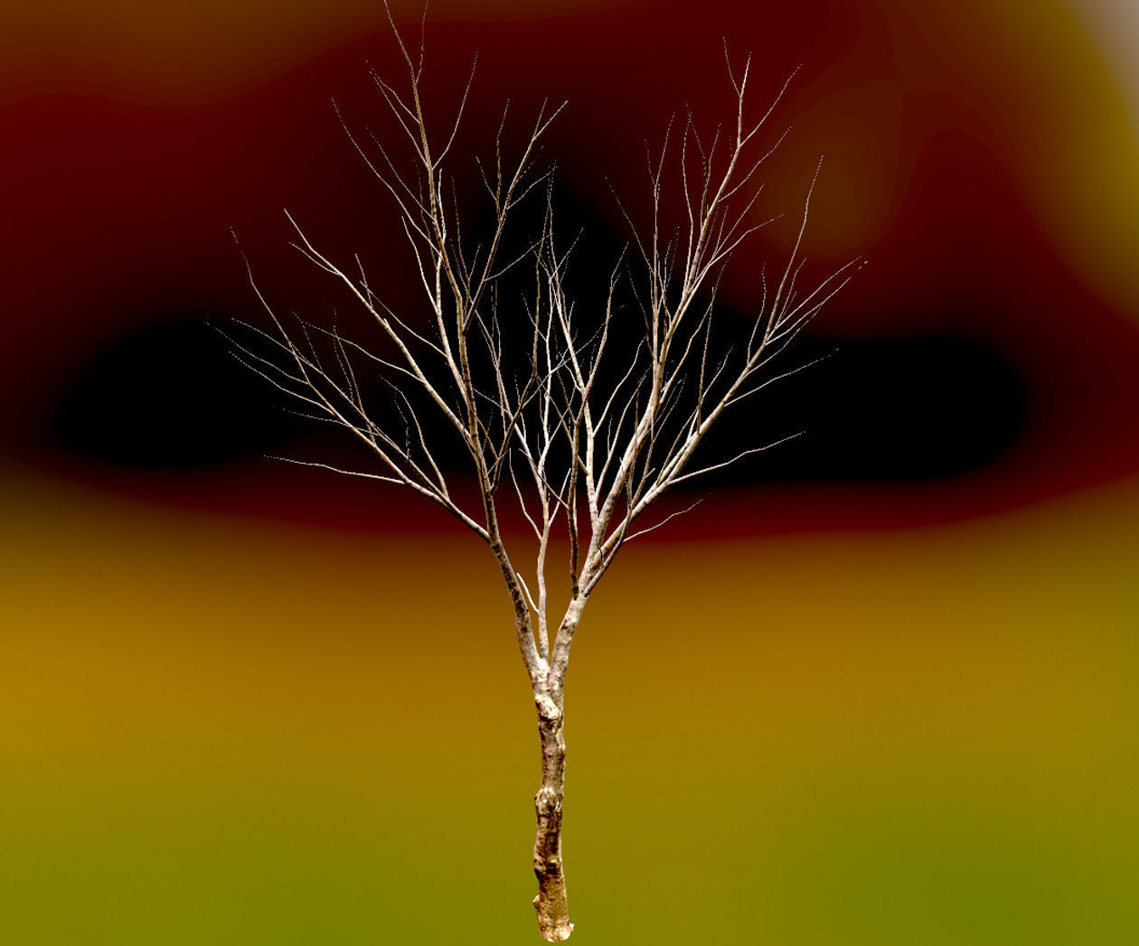 Autumn Maple  Scan  Low-poly 3D model_8