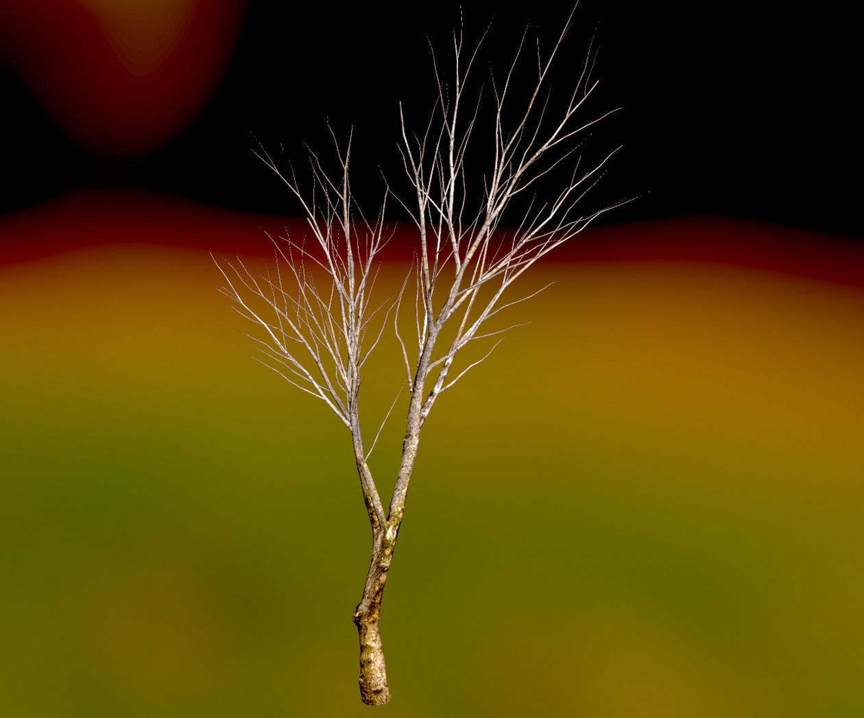 Autumn Maple  Scan  Low-poly 3D model_17