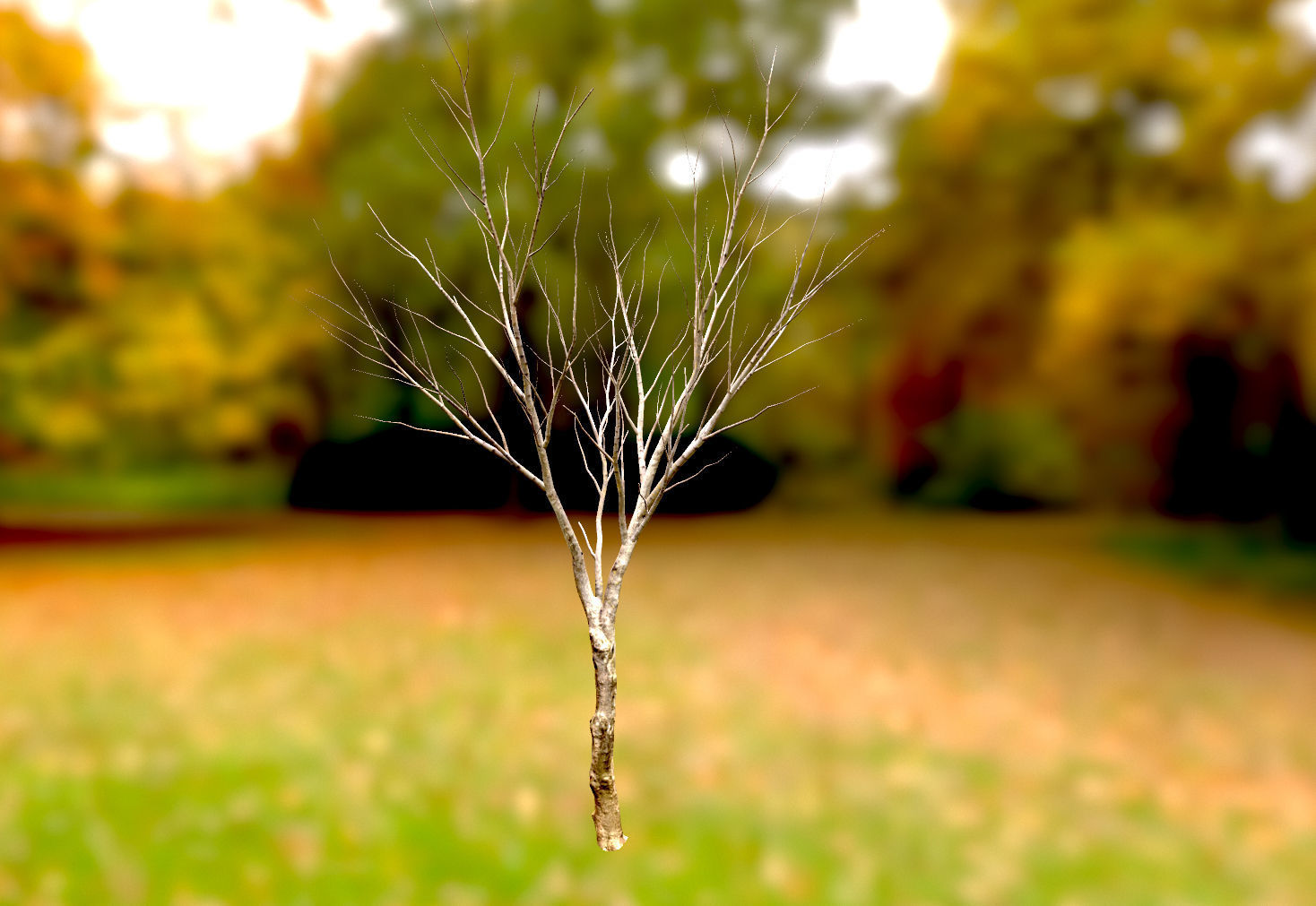 Autumn Maple  Scan  Low-poly 3D model_9